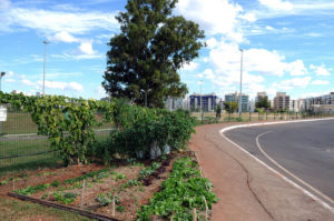 Na imagem uma das Hortas do projeto de hortas comunitárias, essa em frente ao parque do bosque, no Sudoeste